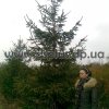 ель обыкновенная